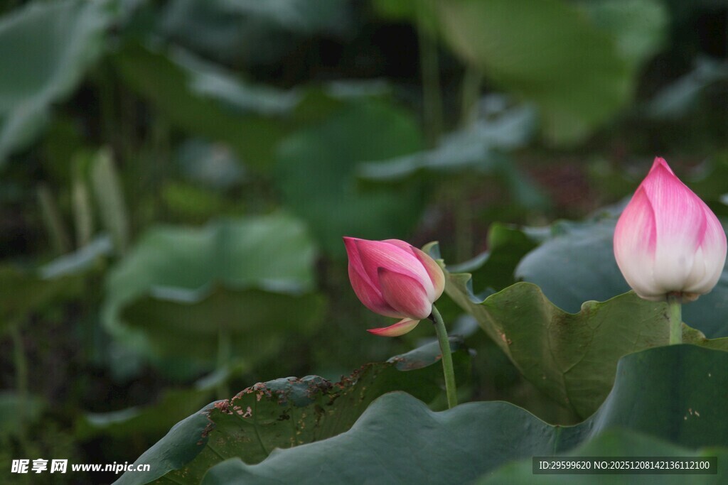 两朵娇艳荷花绽于绿叶间