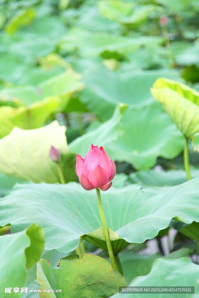 娇艳荷花绽于翠绿荷叶间