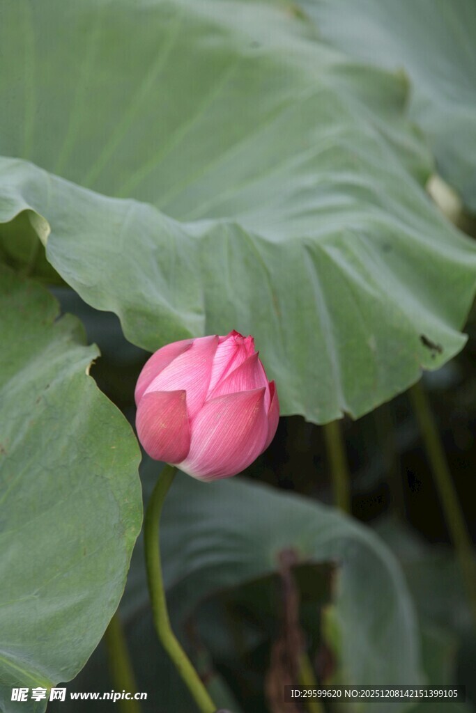 含苞待放的娇艳荷花