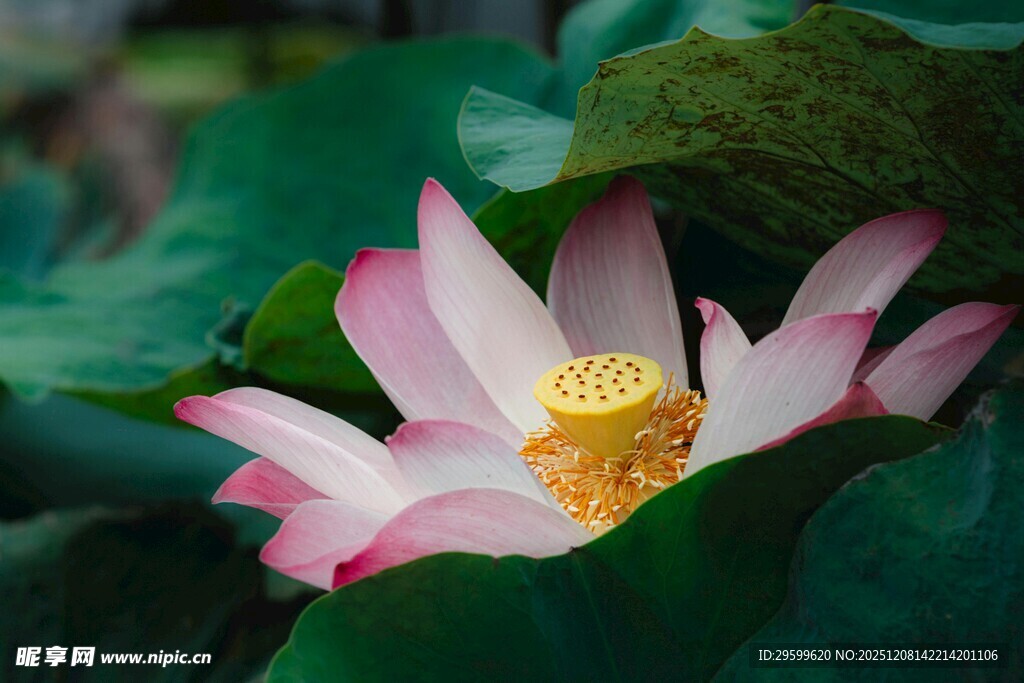 绽放的粉色荷花