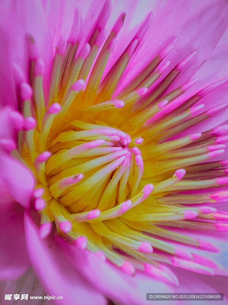 娇艳粉色莲花特写