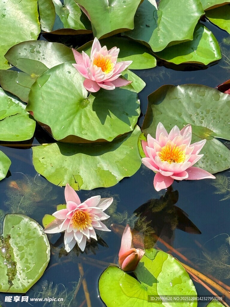 水中绽放的美丽睡莲