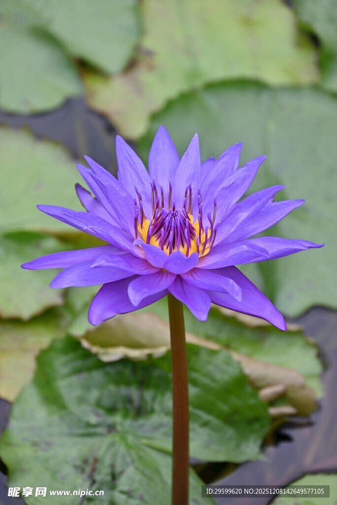 紫色睡莲绽放于水面