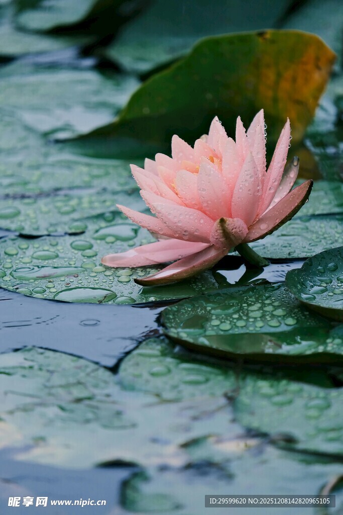 粉色睡莲绽放于水面
