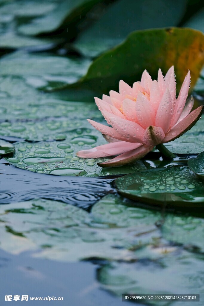 粉色睡莲静卧水面