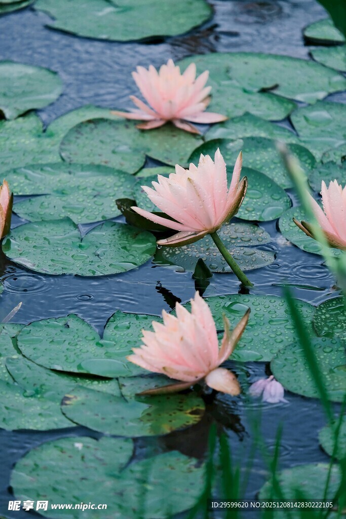 池塘中的粉色睡莲