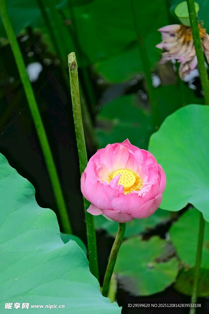 娇艳荷花绽放于绿叶间