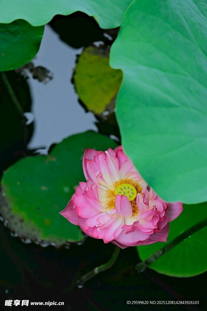 娇艳荷花绽放于绿叶间