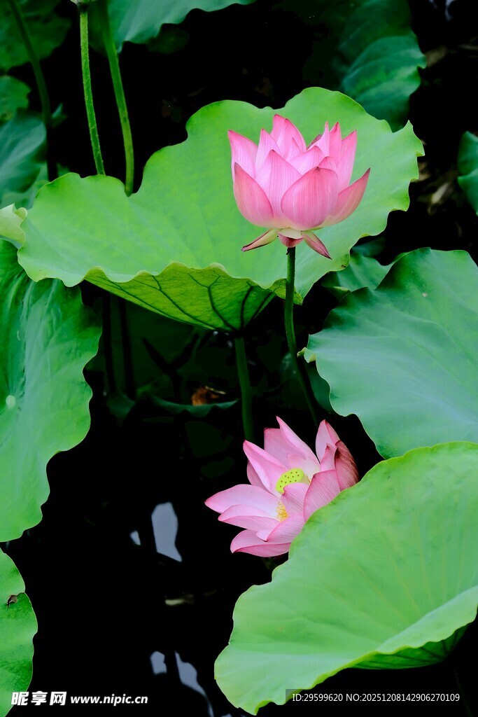 粉色荷花绽放于绿叶间