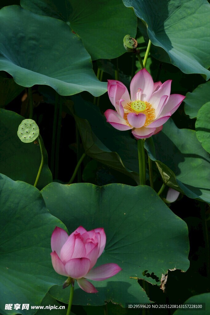 荷塘绽放的娇艳荷花