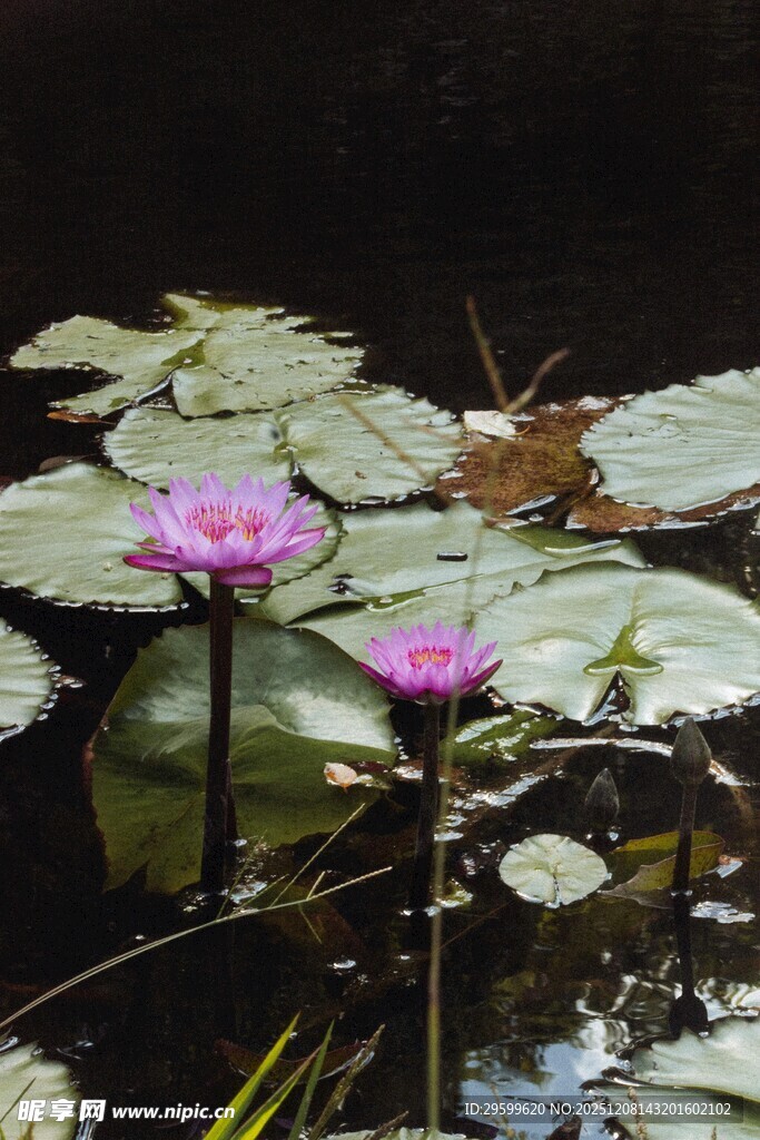 水中绽放的美丽睡莲