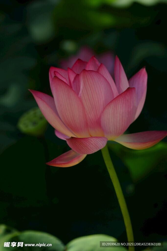 娇艳盛开的粉色荷花