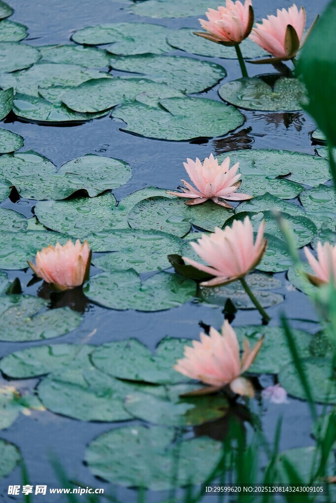 池塘中的粉色睡莲绽放