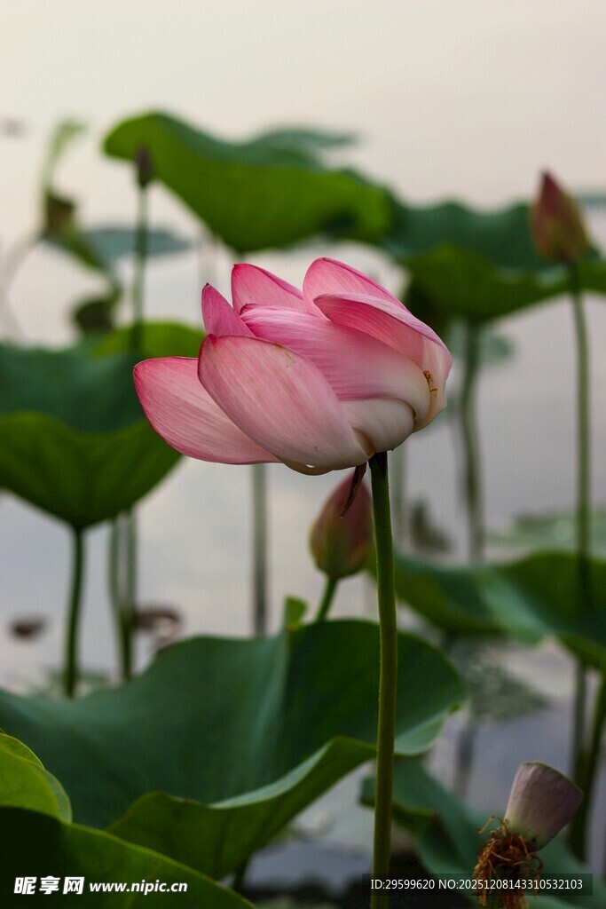 绽放的粉色荷花