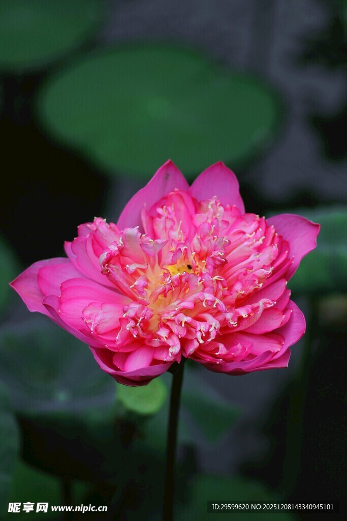 娇艳粉色荷花特写