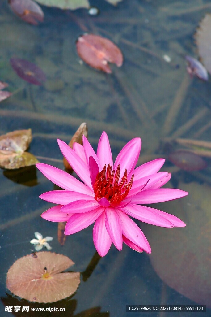 水中绽放的娇艳粉色睡莲