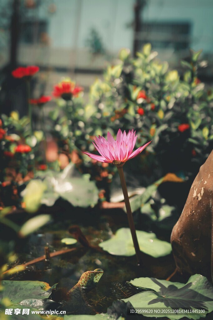池塘中的娇艳粉色荷花