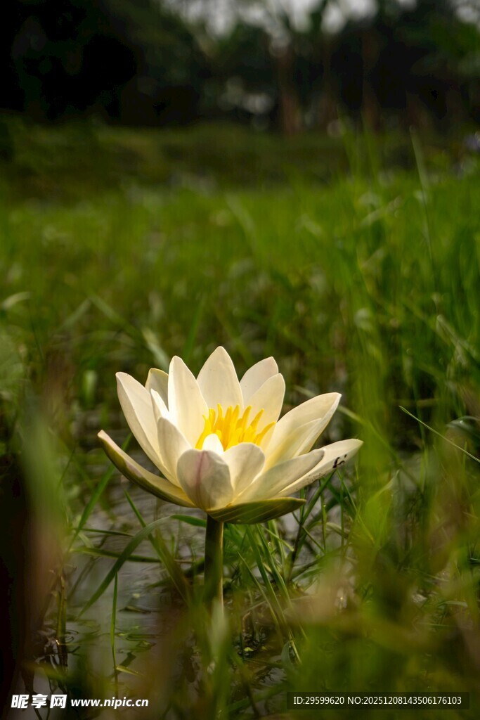 水中绽放的美丽白莲花