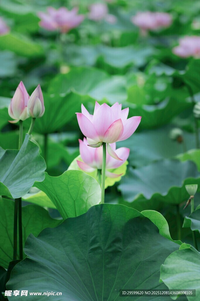 夏日荷塘中的粉嫩荷花