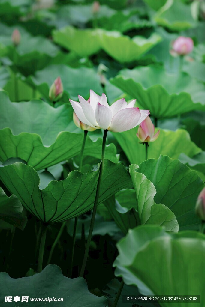 荷塘中的绽放的粉嫩荷花