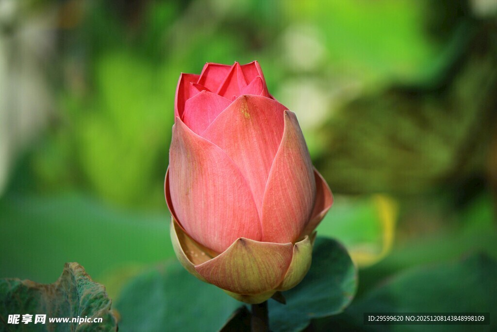 娇艳欲滴的粉色荷花花苞
