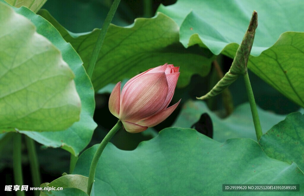含苞待放的粉嫩荷花