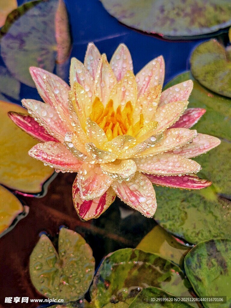 娇艳睡莲绽放于莲叶间