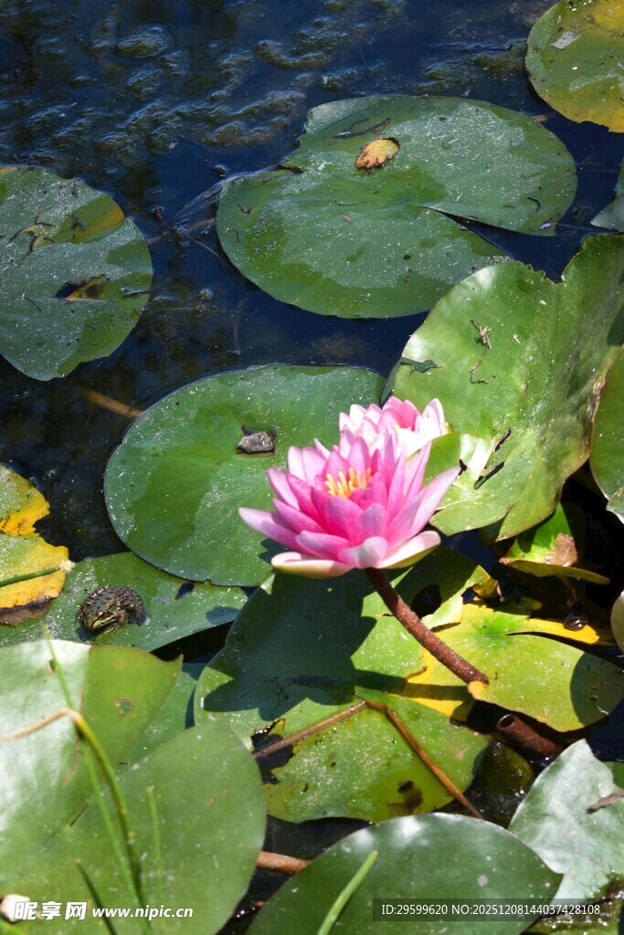 水中绽放的娇艳粉色睡莲