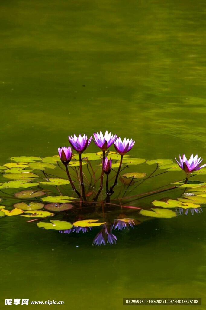 水中绽放的美丽睡莲