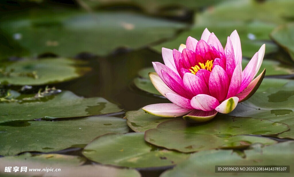 娇艳睡莲绽放于莲叶间