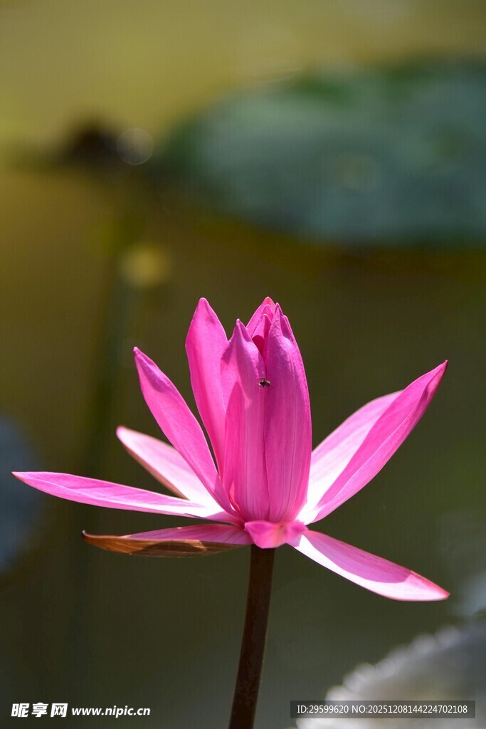 娇艳绽放的粉色荷花