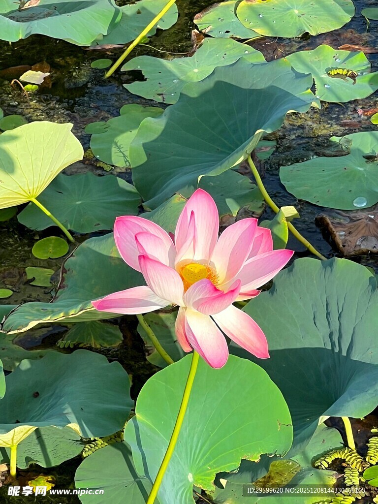 娇艳荷花绽放于荷叶间