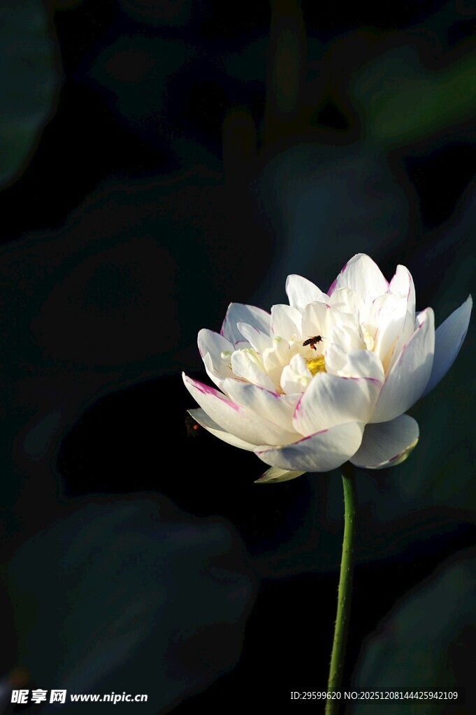 洁白单株荷花绽放