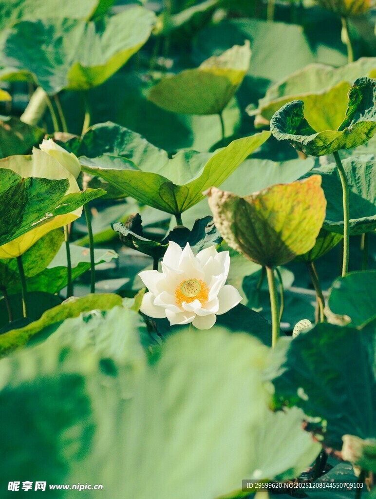 荷塘中绽放的洁白荷花