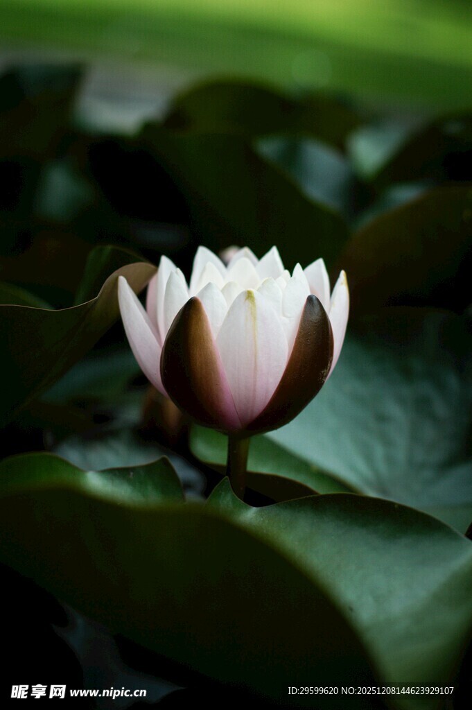 绽放的白莲花