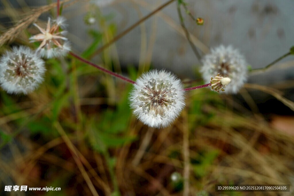 田野中的白色蒲公英