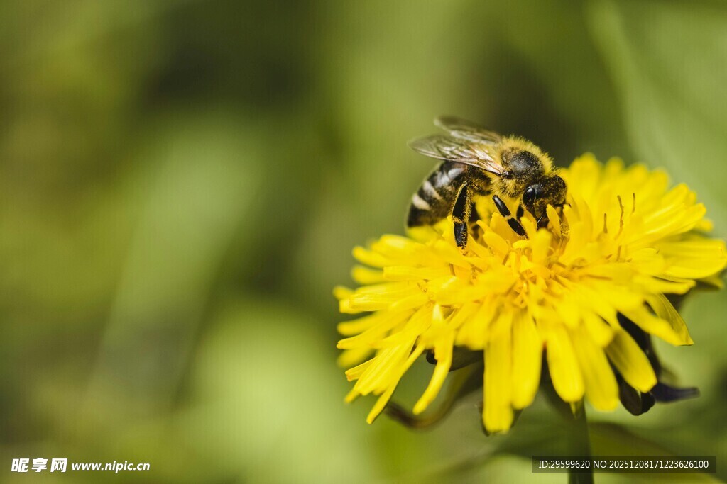 蜜蜂采蜜于黄色蒲公英