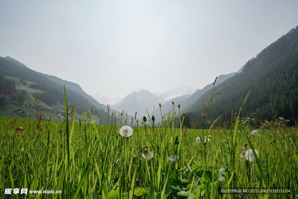 山间绿野中的清新蒲公英