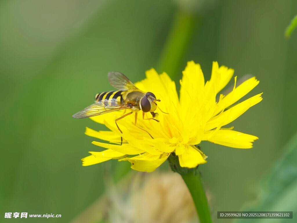 蜜蜂停留在黄色花朵上