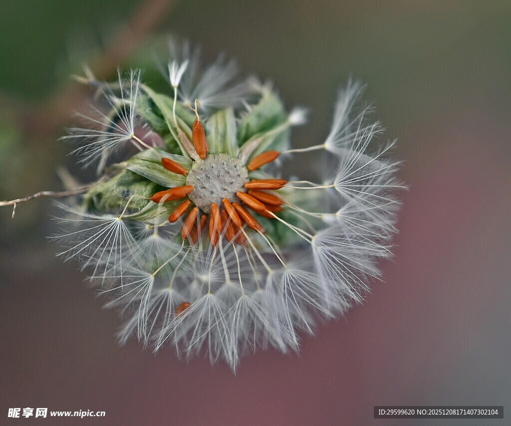 蒲公英种子特写