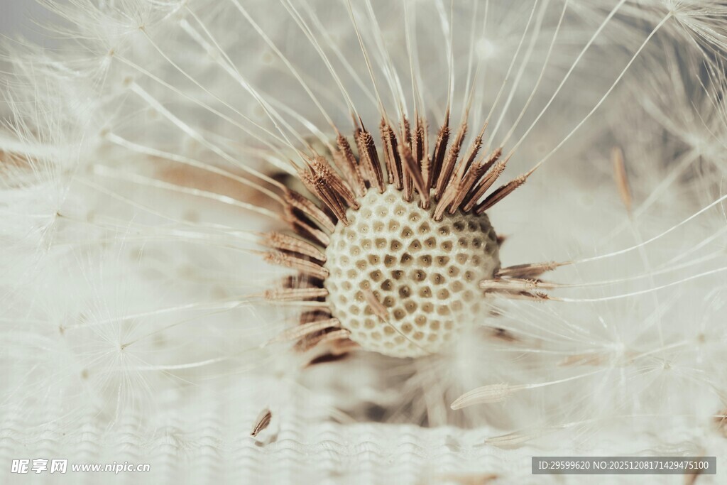 蒲公英特写