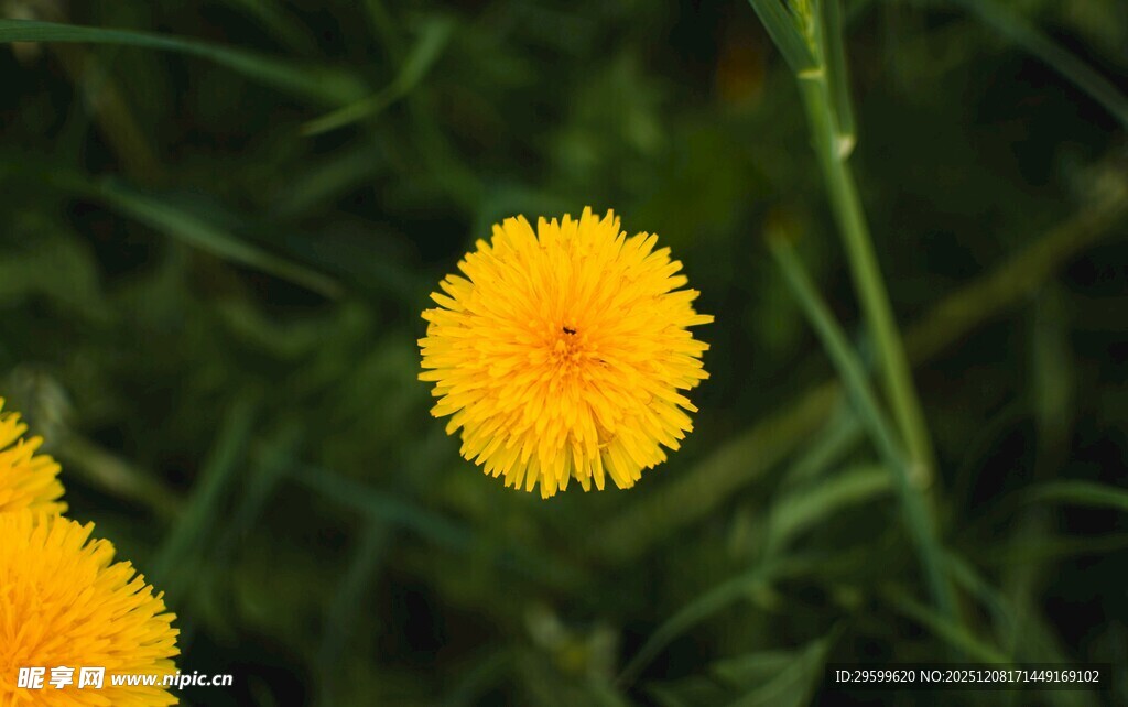 黄色蒲公英花朵特写
