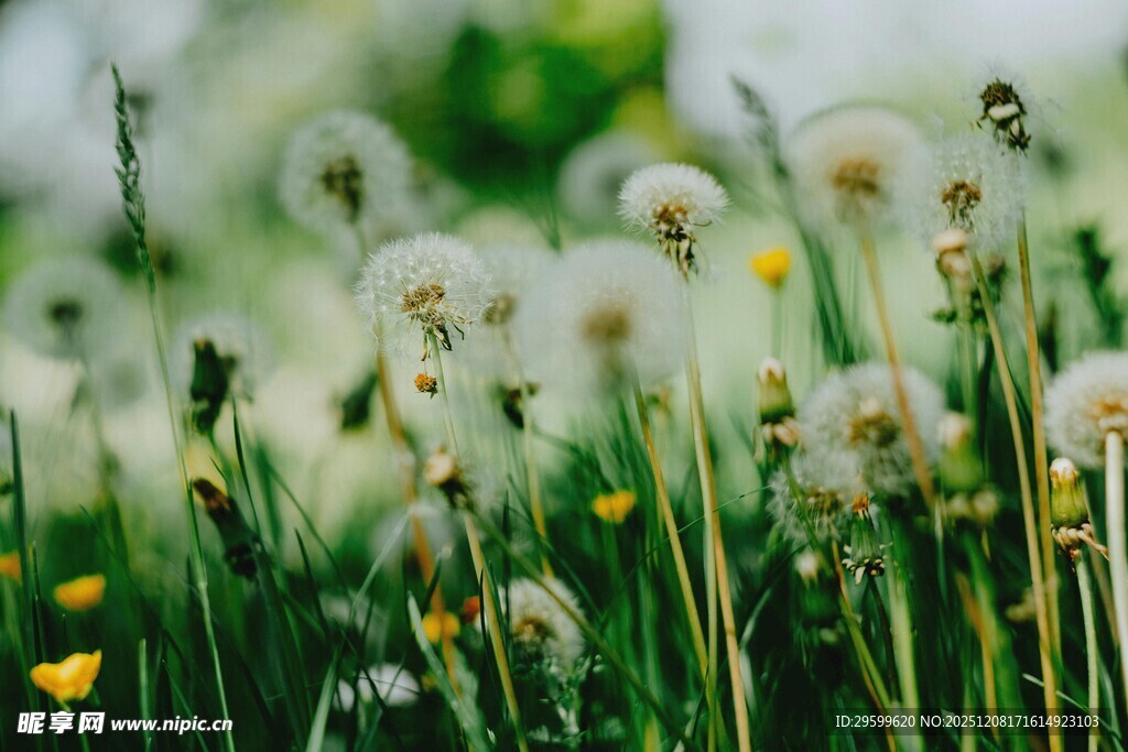春日蒲公英花海