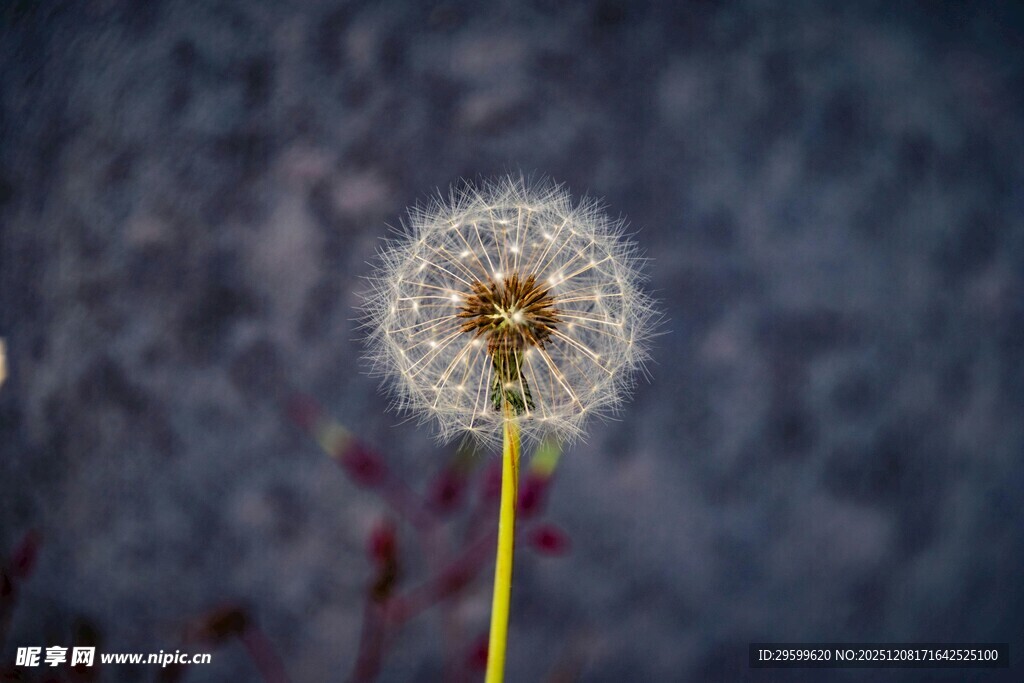 蒲公英特写