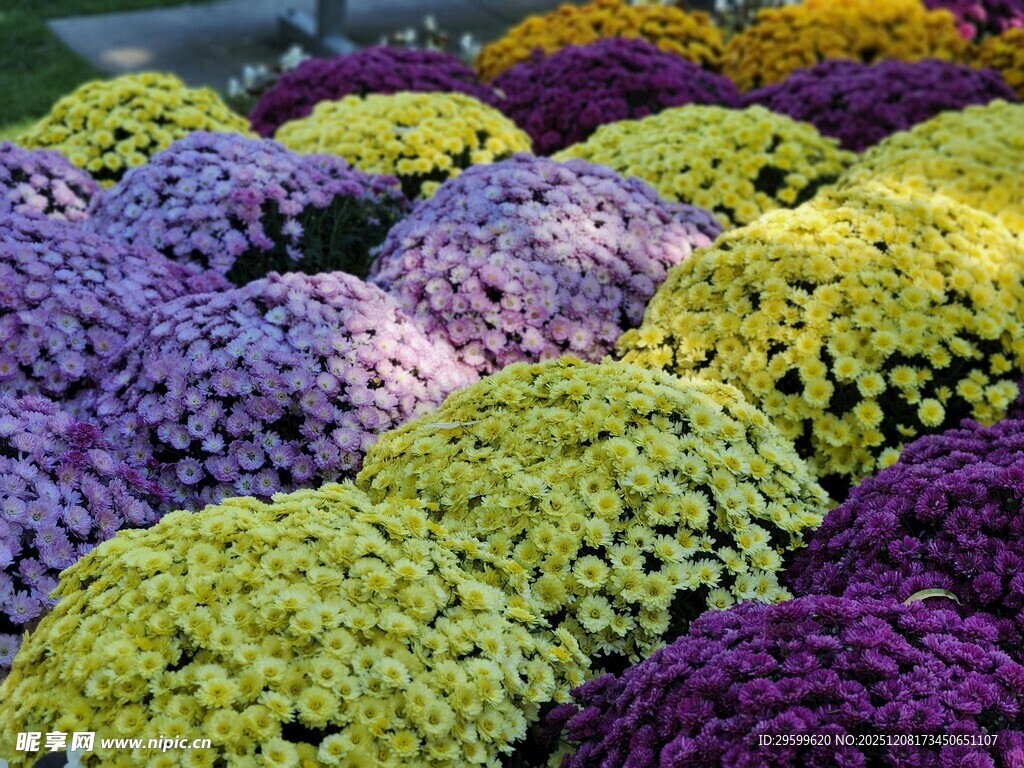 多彩绣球花绽放美景