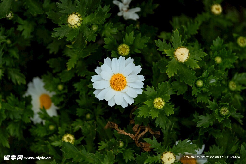 白色雏菊绽放于绿叶间