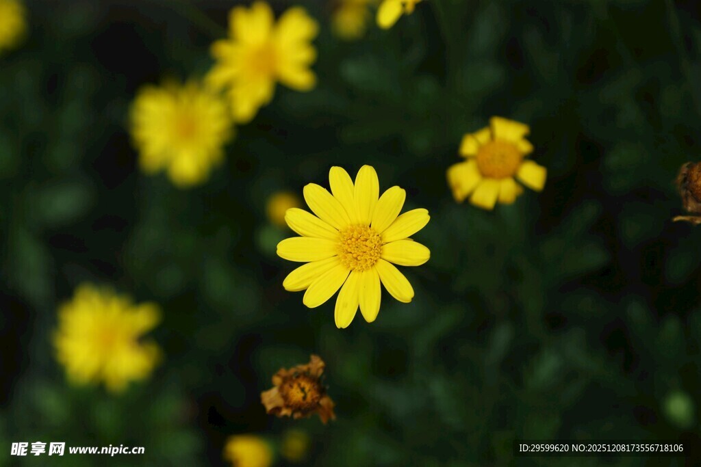 黄色小花绽放于绿叶间