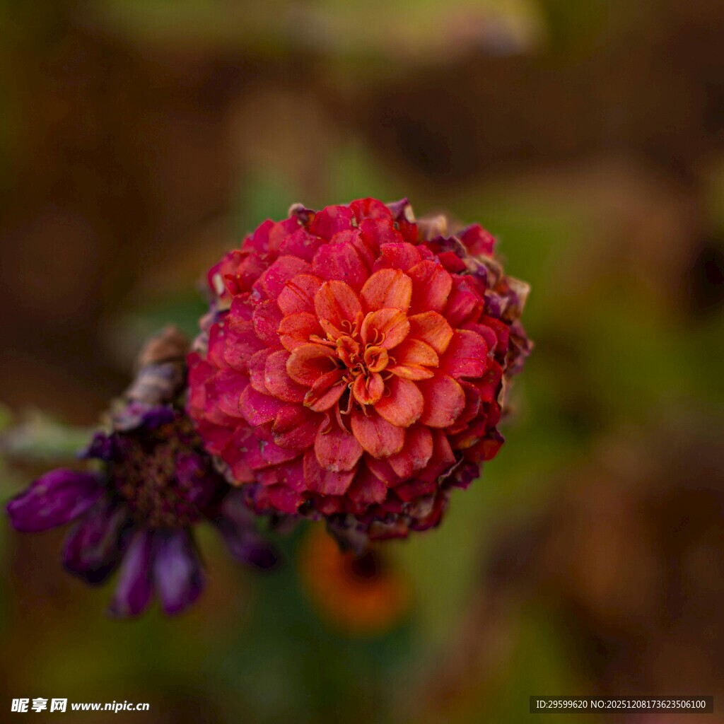 娇艳欲滴的多彩花朵