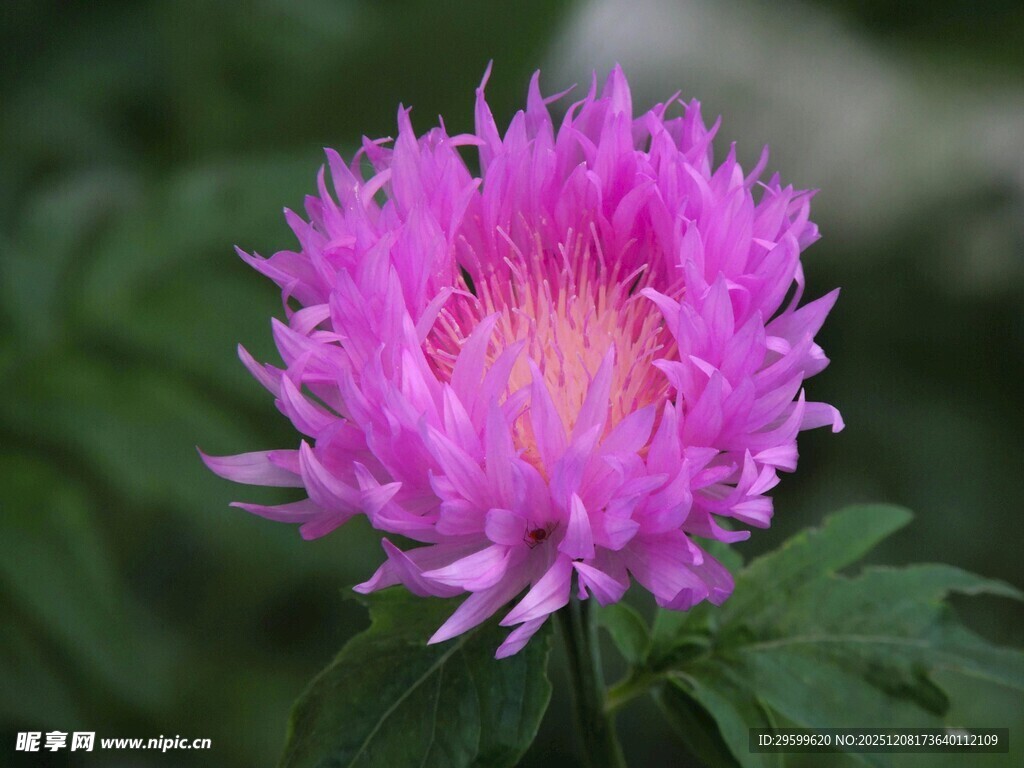 娇艳粉色花朵特写