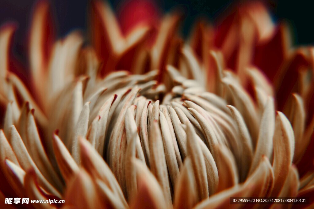 绚丽绽放的菊花花蕊